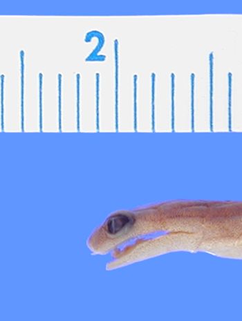 Media type: image; Herpetology A-28273